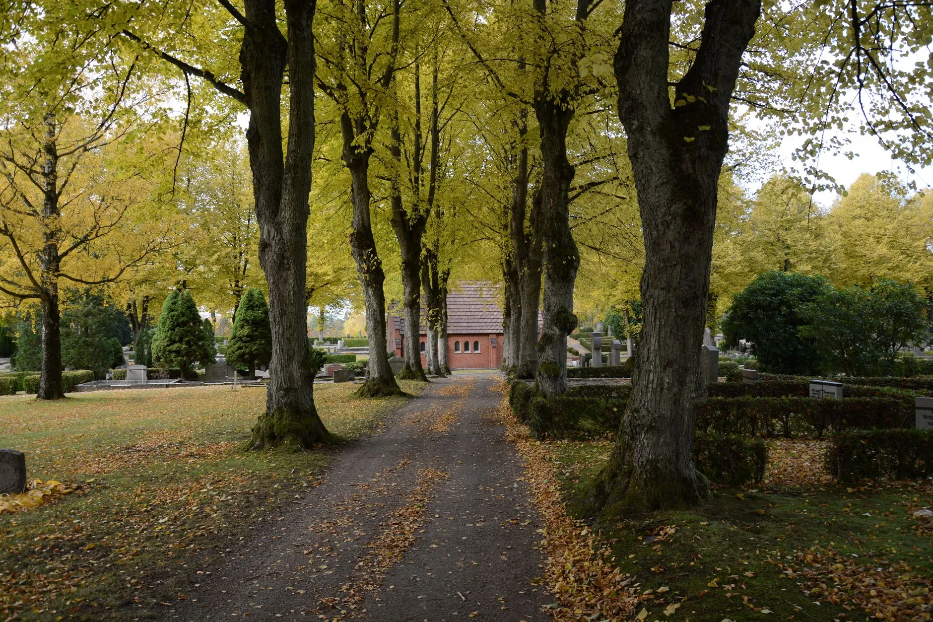 Jesienna aleja na cmentarzu wśród drzew i nagrobków