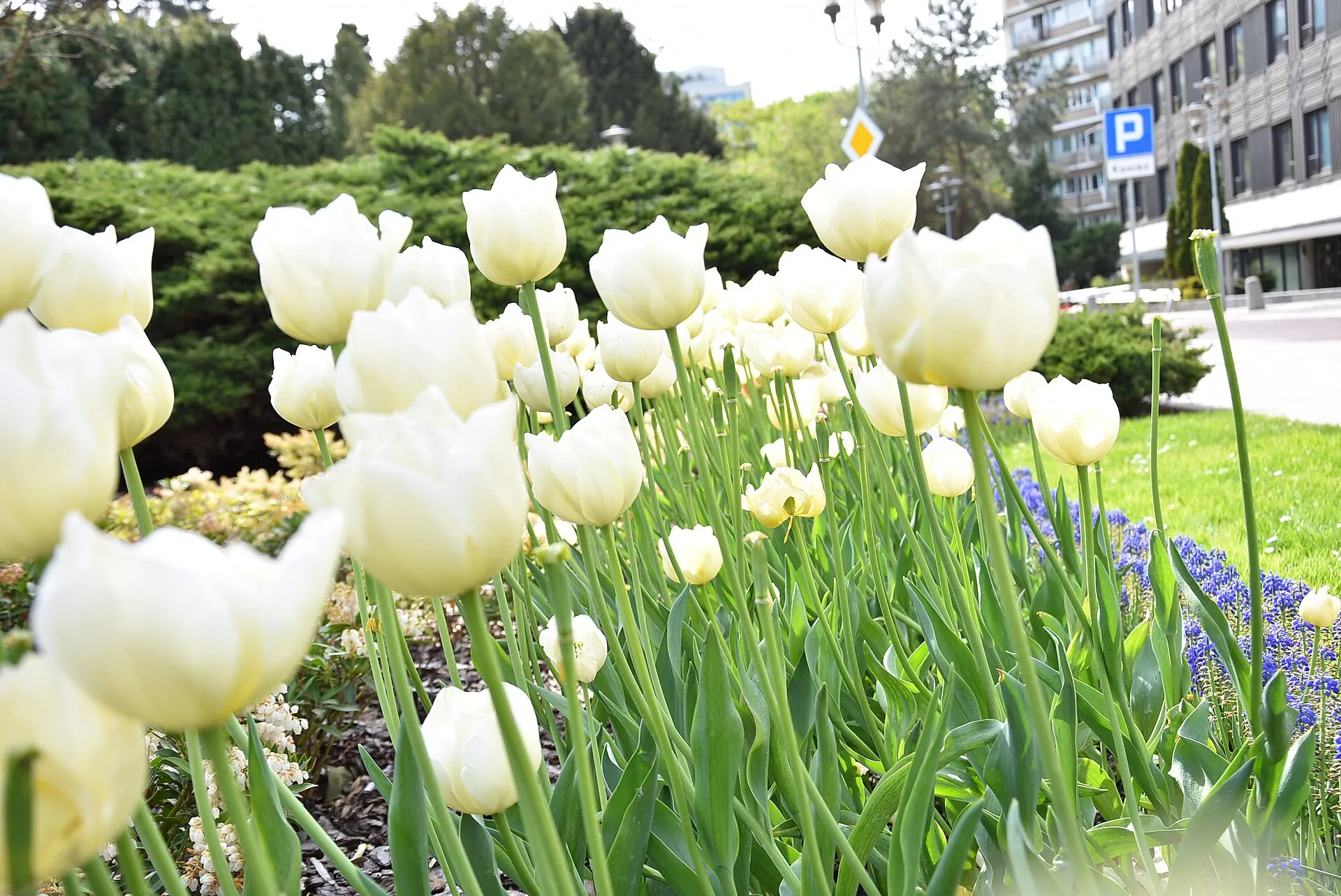 Białe tulipany przy kompleksie budynków Sejmu w Warszawie, maj 2019