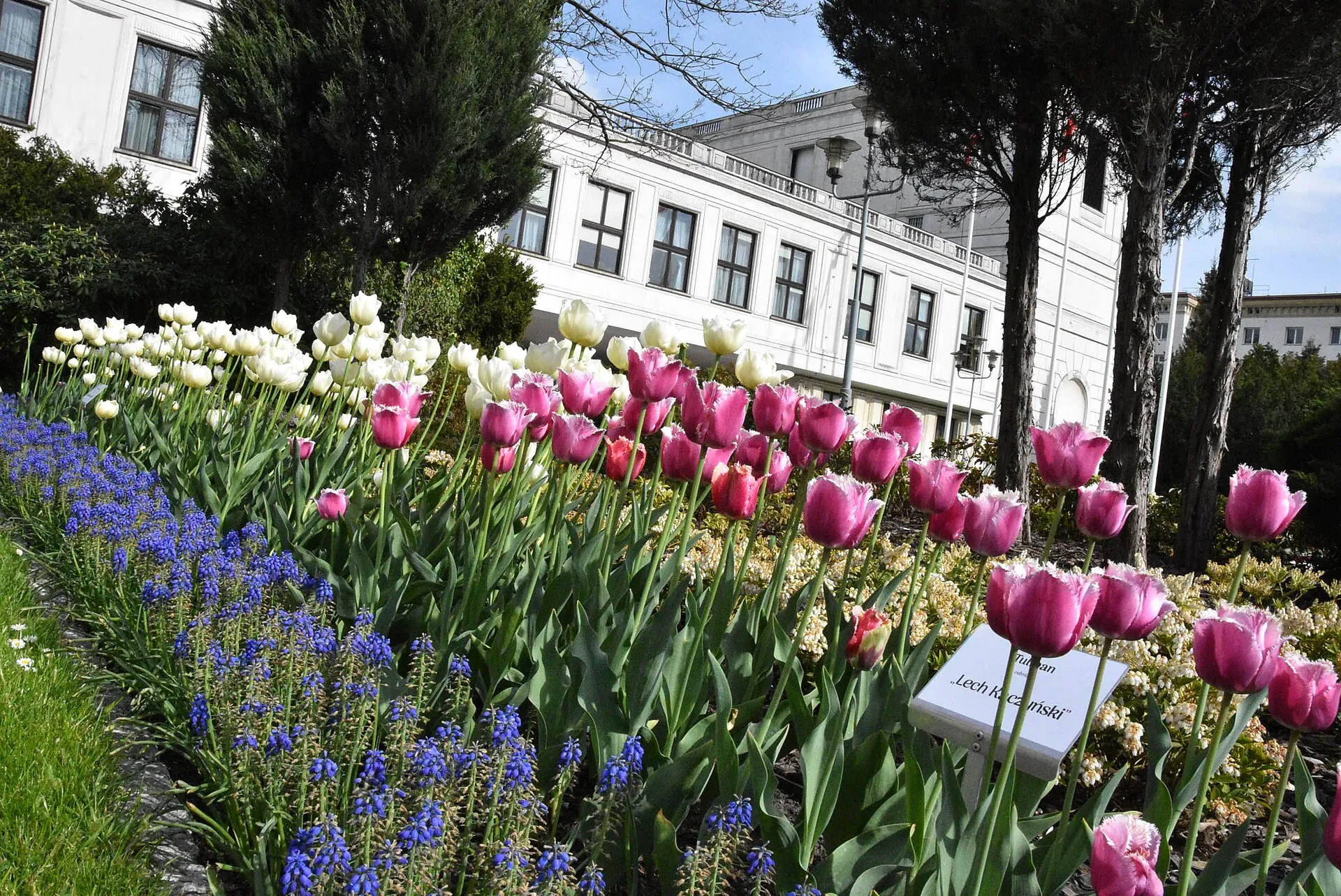 Tulipany przed gmachem Sejmu w Warszawie, maj 2019 roku