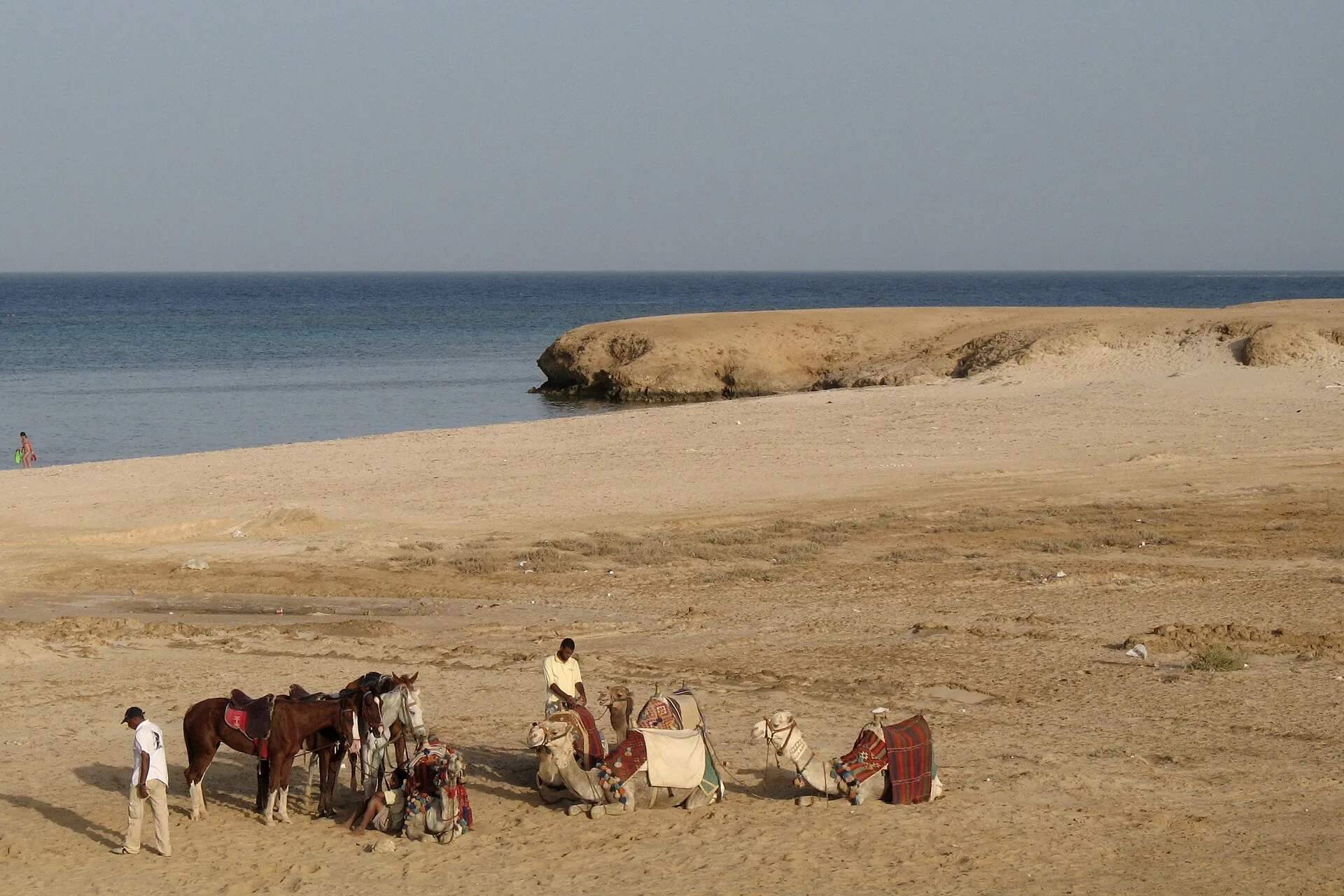 Wielbłądy i konie na plaży w Marsa Alam w Egipcie