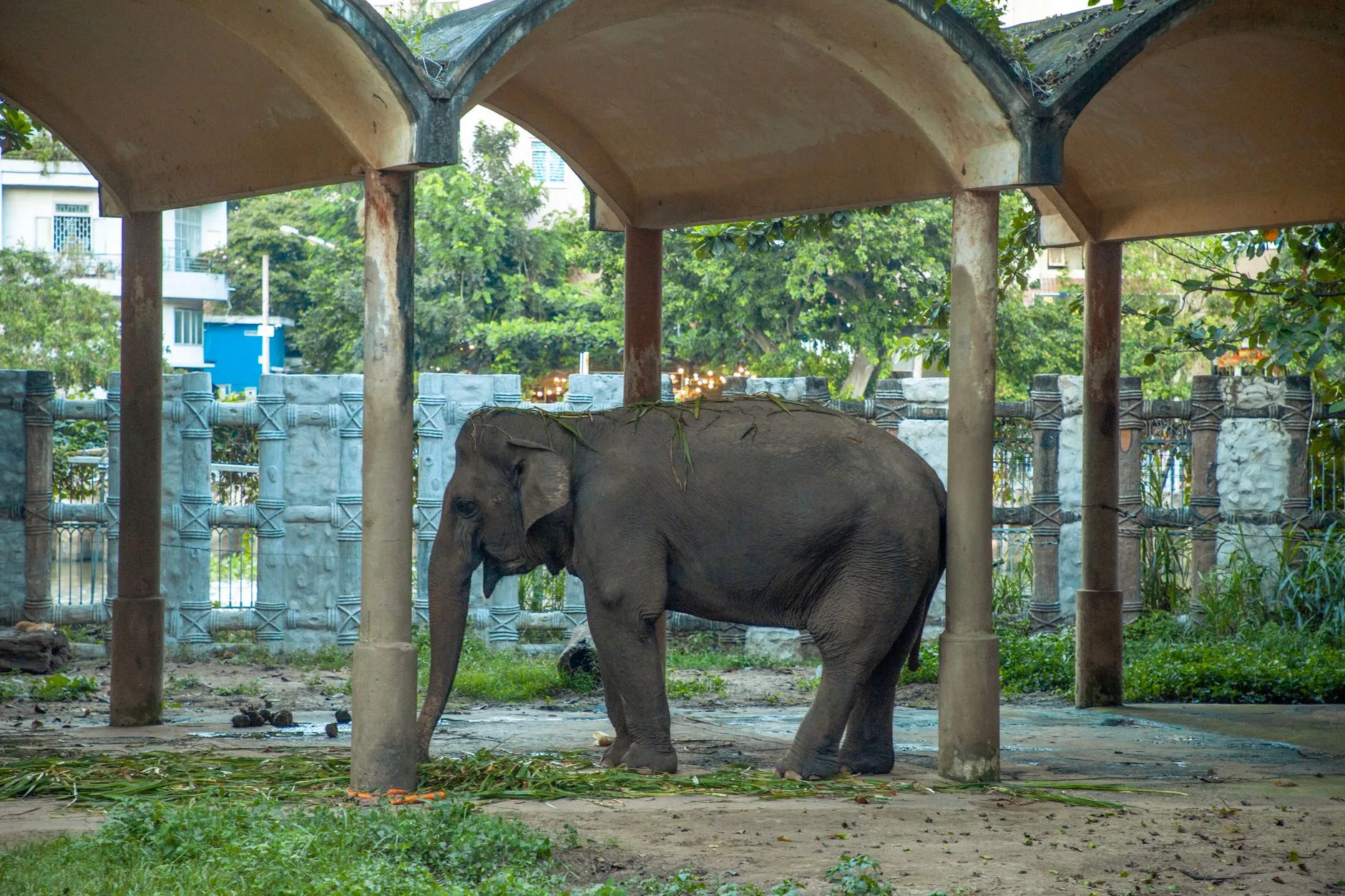 Słoń azjatycki stojący pod zadaszeniem w ogrodzie zoologicznym